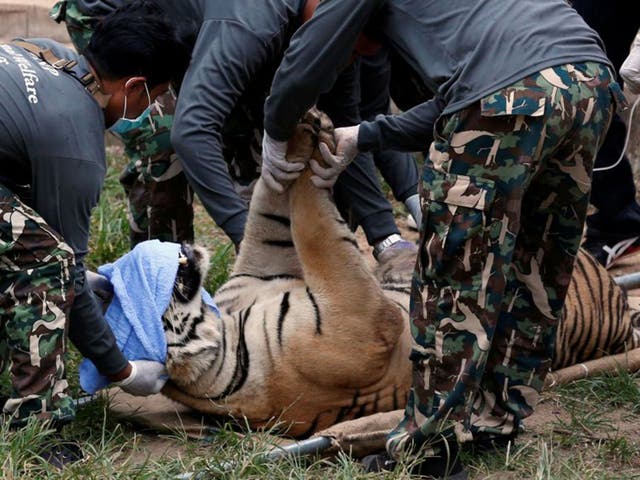 A sedated tiger is laid onto a stretcher as officials start moving the cats from Thailand's controversial Tiger Temple