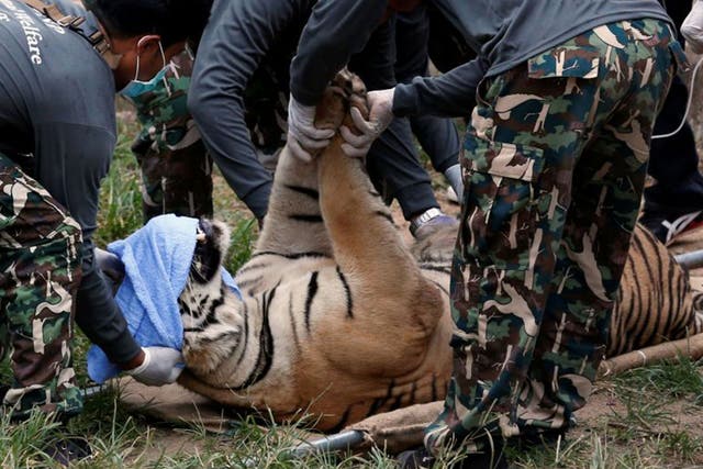 A sedated tiger is laid onto a stretcher as officials start moving the cats from Thailand's controversial Tiger Temple