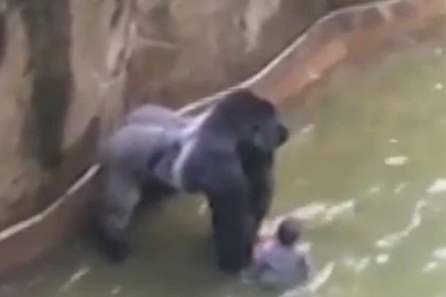 The four-year-old boy and ‘Harambe’, the 17-year-old gorilla, in the primate's enclosure at Cincinnati Zoo