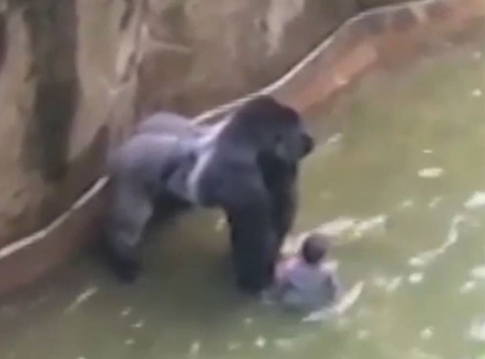 The four-year-old boy and ‘Harambe’, the 17-year-old gorilla, in the primate's enclosure at Cincinnati Zoo