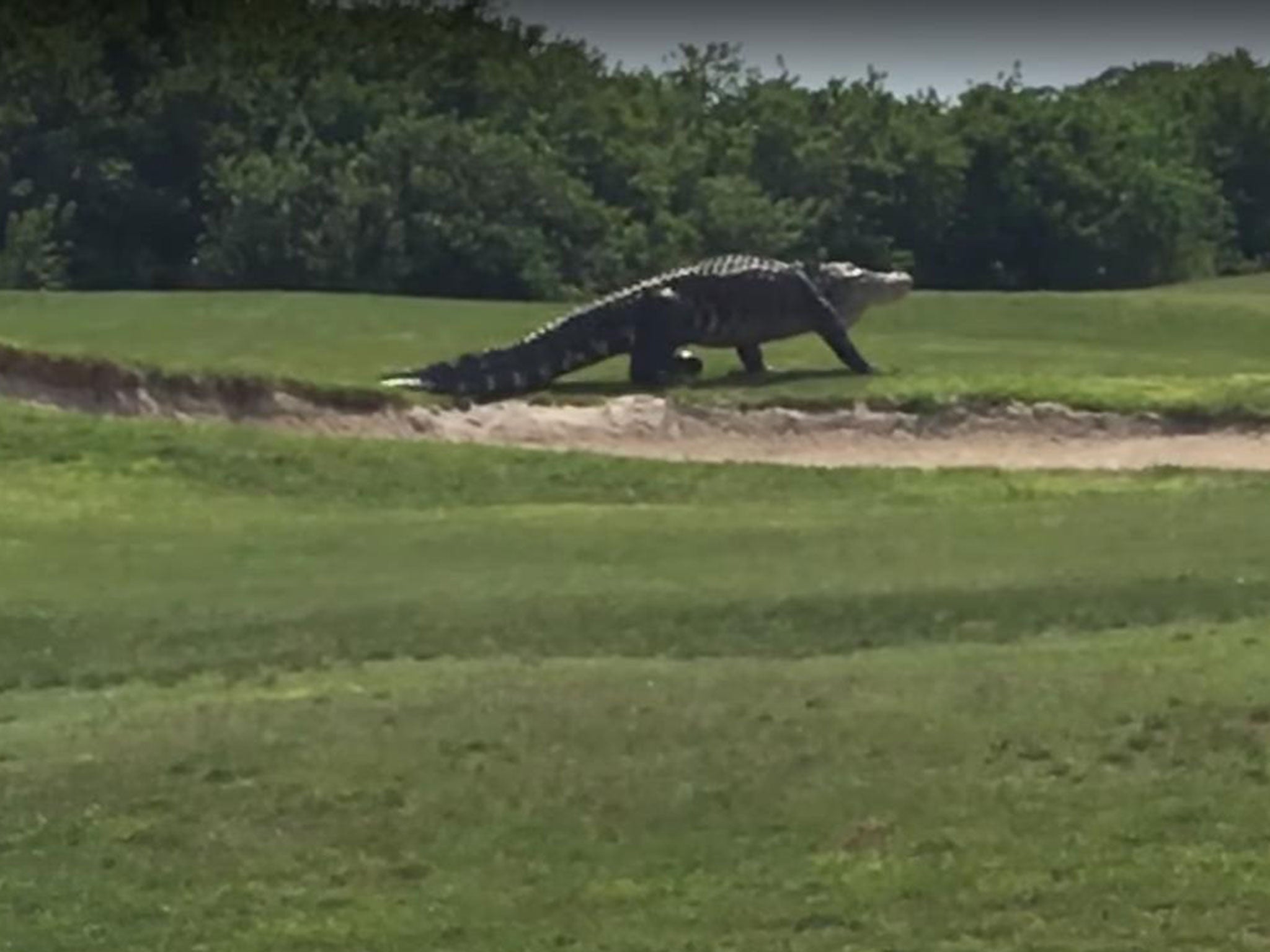 The alligator was filmed at Buffalo Creek Golf Club in Florida.