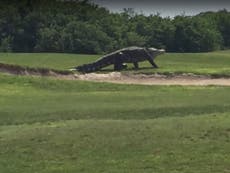 'Monster' alligator filmed strolling around golf course in Florida