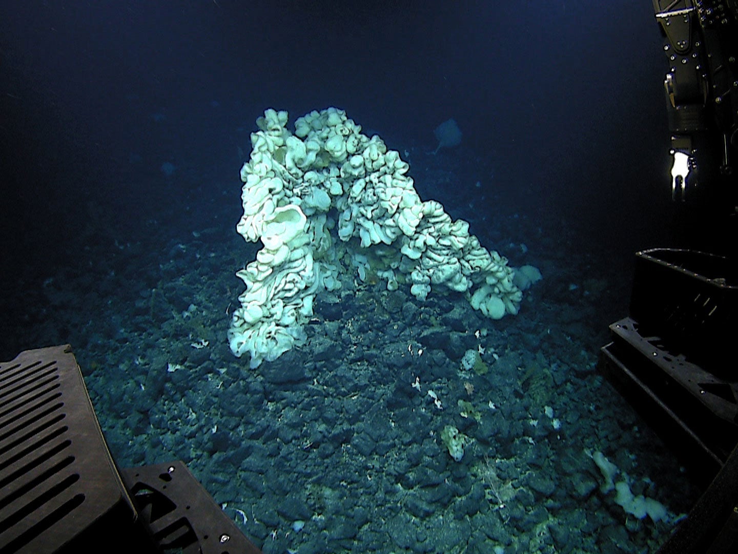 A massive sea-sponge photographed at a depth of about 7,000 feet in the Papahanaumokuakea Marine National Monument off the shores of the Northwestern Hawaiian Islands