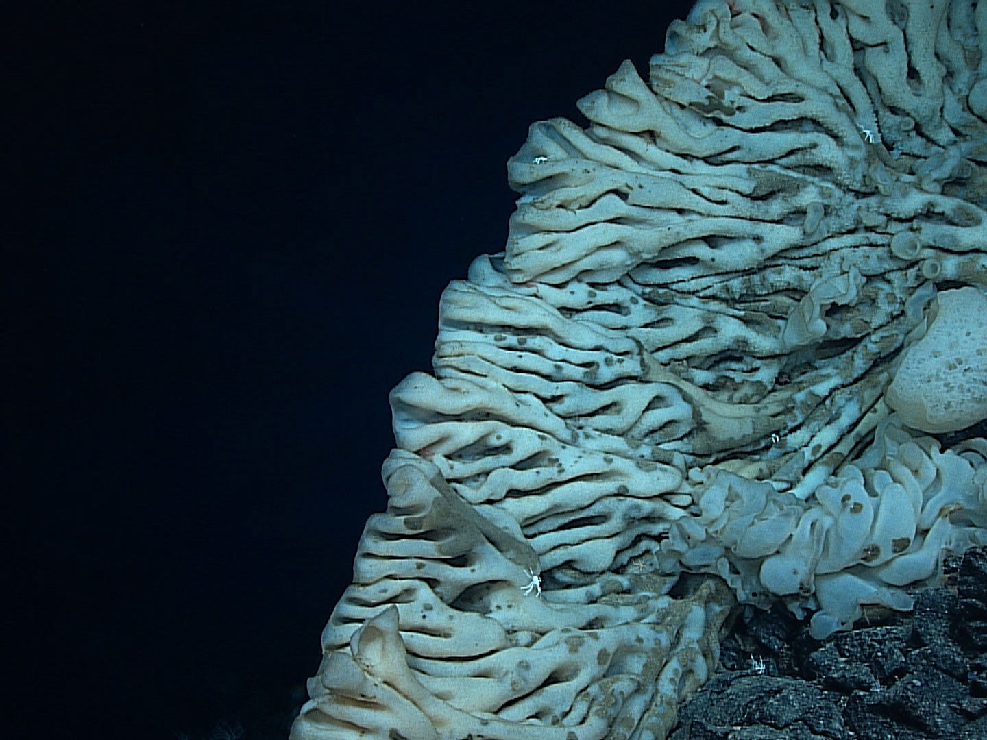 Sea sponge size of mini-van could be one of Earth's oldest animals, The  Independent