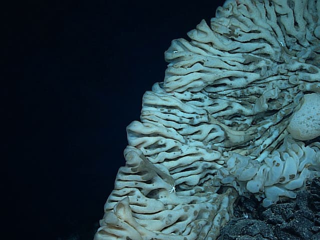 The world's largest sea sponge is 7,000 feet underwater in the waters off Hawaii