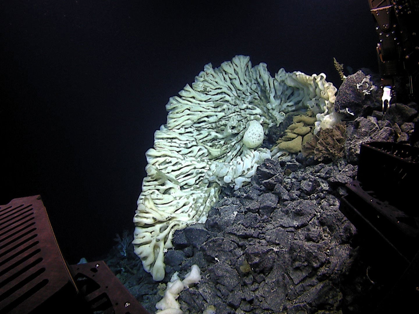 A study published this week in the scientific journal Marine Biodiversity described the massive sponge after a year of study.