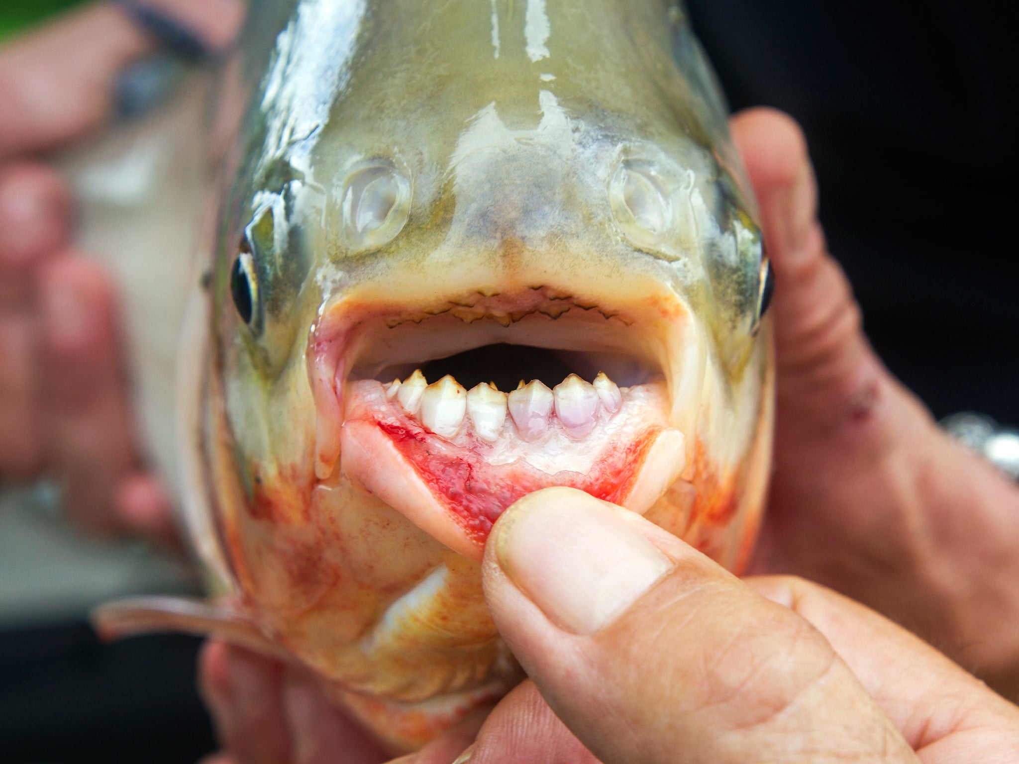 Human Teeth Fish