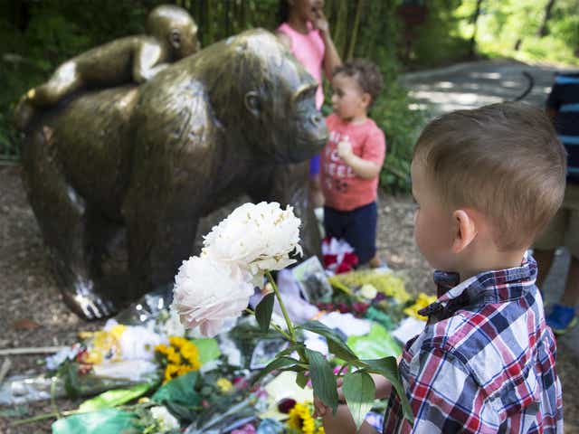A boy brings flowers to put beside a statue of a gorilla at the Cincinnati Zoo following Harambe's death at the weekend