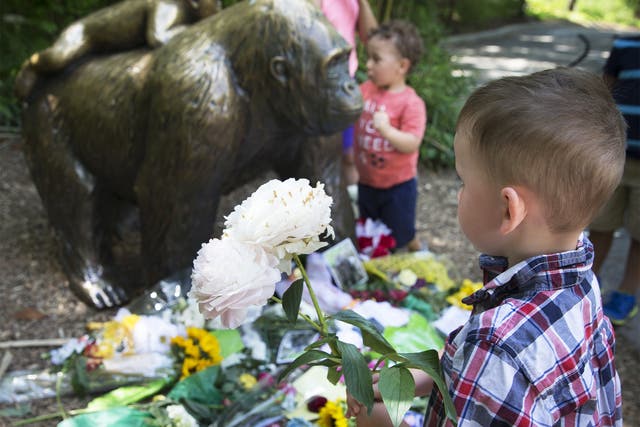 A boy brings flowers to put beside a statue of a gorilla at the Cincinnati Zoo following Harambe's death at the weekend