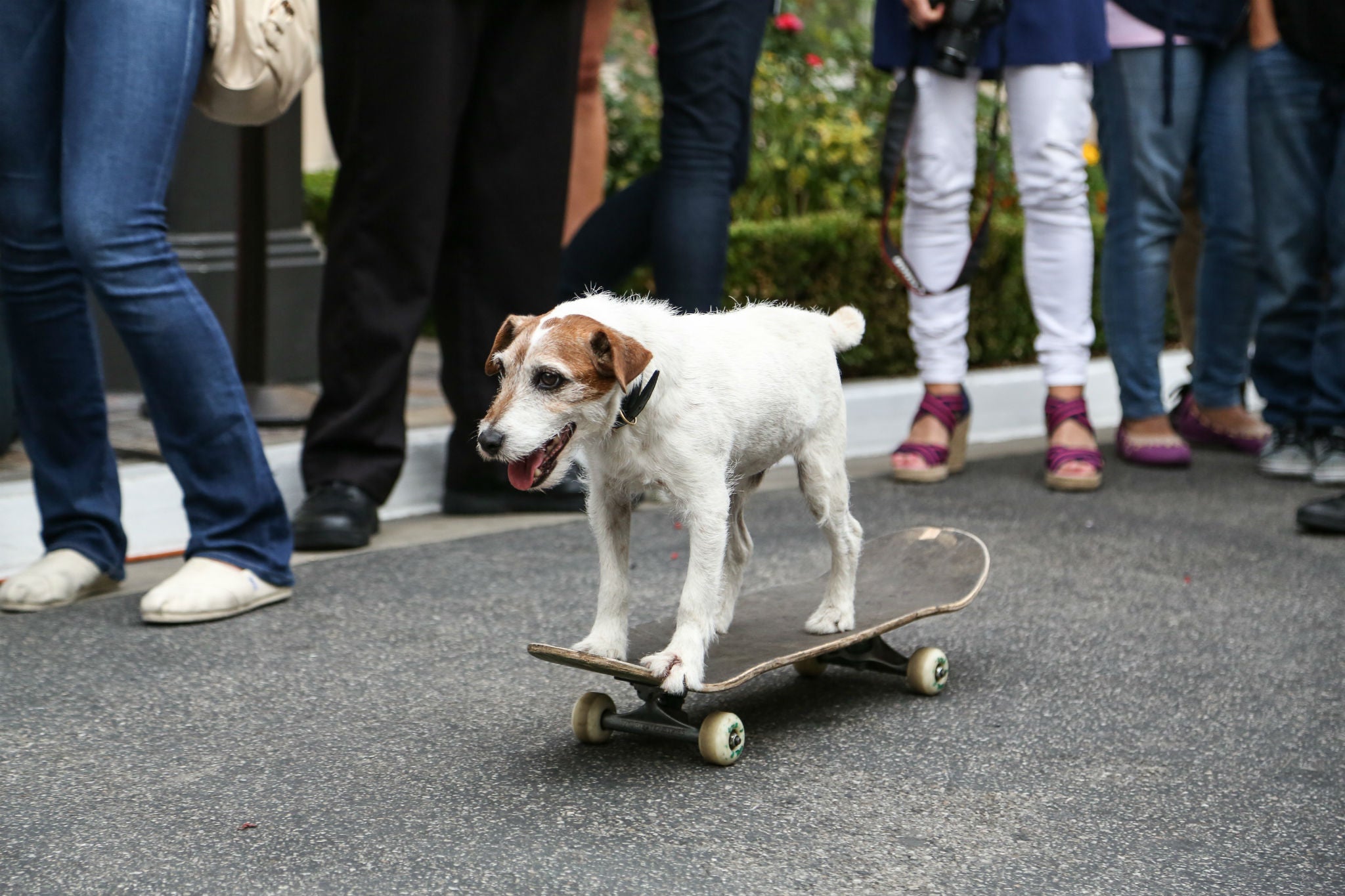 Uggie, the late star of The Artist and winner of the 2011 Palm Dog prize at Cannes. The LA Dog Film Festival does not yet include full-length features.