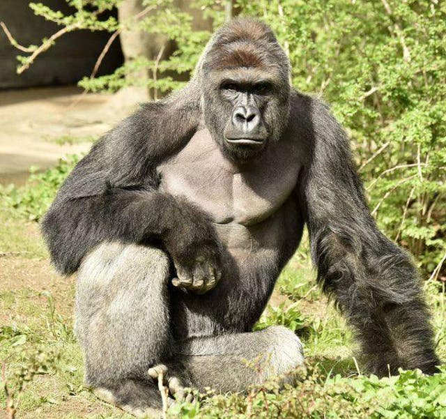 Harambe the gorilla (pictured) was shot dead earlier this year after a child fell into its enclosure