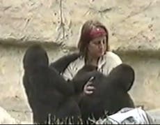 Cincinnati Zoo gorilla killing: Watch Harambe play as a baby