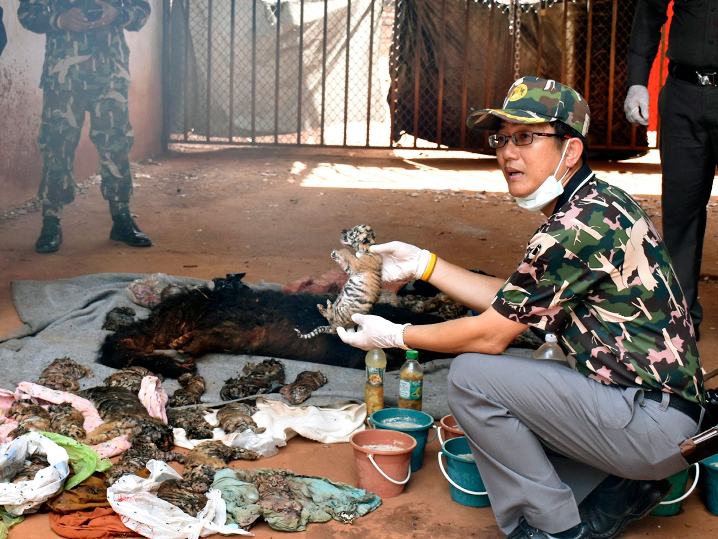 A Thai wildlife official displays carcasses of dead tiger cubs found during a raid at the Tiger Temple in Kanchanaburi Province, Thailand