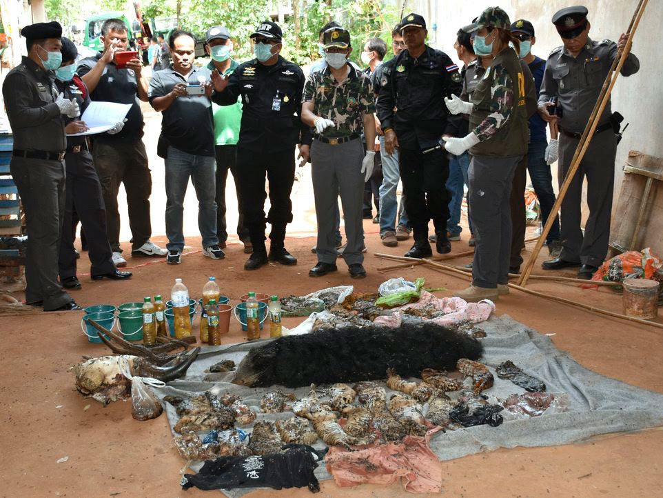 Thai wildlife officials and police officers inspect a pile of dead tiger cubs found during a raid at the Tiger Temple in Kanchanaburi Province, Thailand