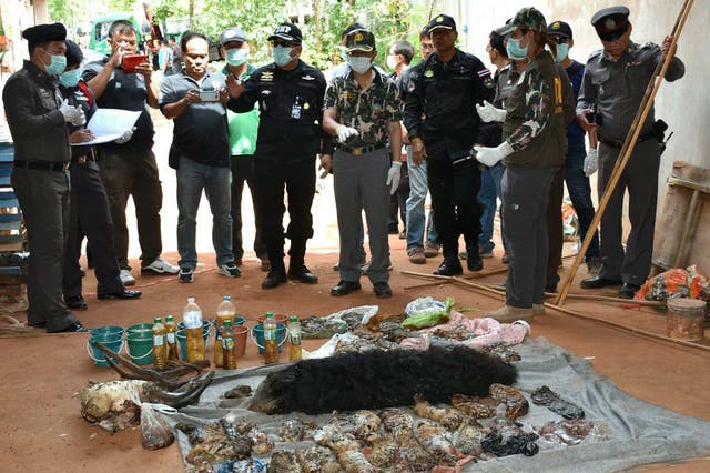 Thai wildlife officials and police officers inspect a pile of dead tiger cubs found during a raid at the Tiger Temple in Kanchanaburi Province, Thailand