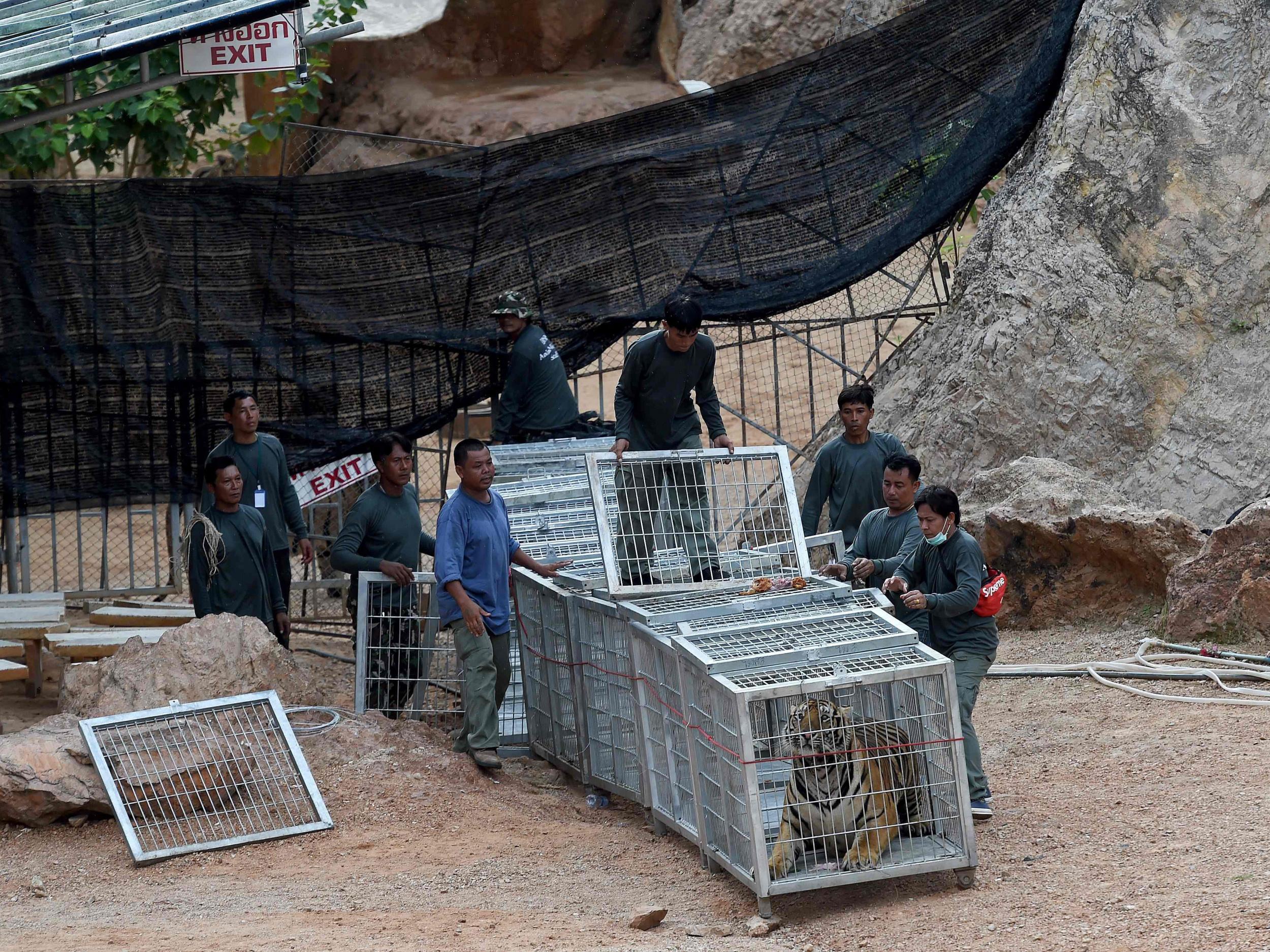 Thai wildlife officials using a tunnel of cages to capture a tiger and remove it from an enclosure at the Tiger Temple in Kanchanaburi province