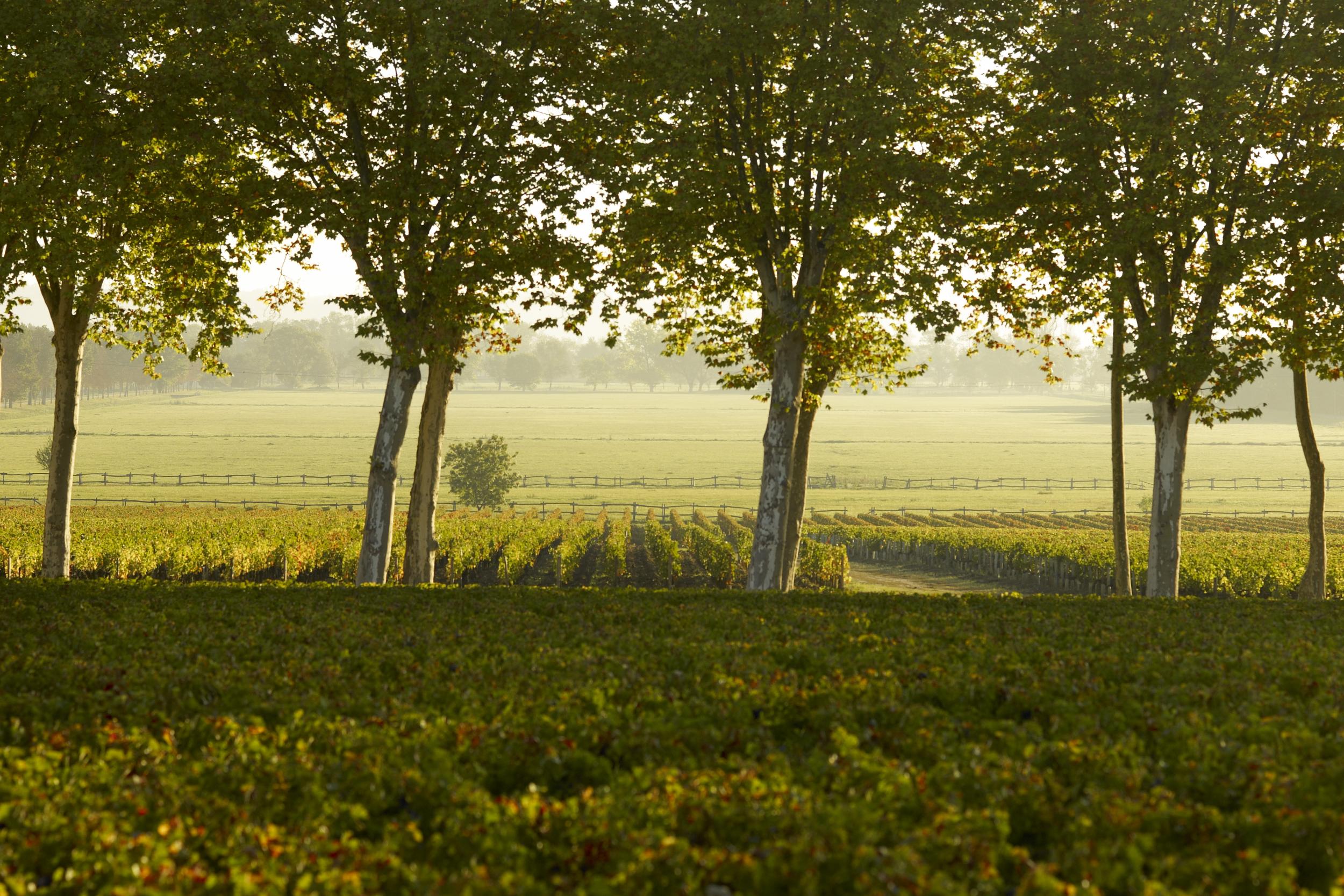 The Margaux wine region