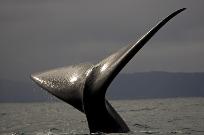 The population of Southern right whales rebounded in recent years (Chris Fallows/apexpredators.com)