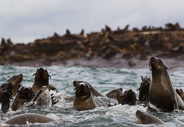 The appropriately named Seal Island is a riot of adult male seals sparring for dominance
