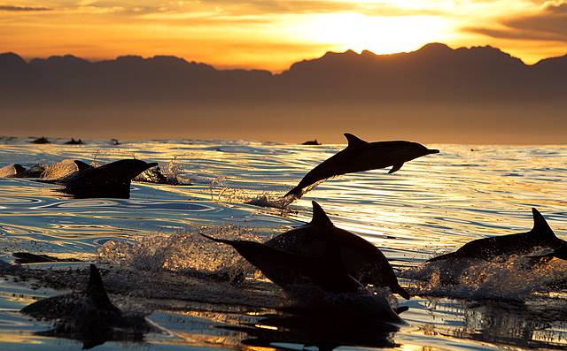 Dolphins gather in their hundreds and follow boats in the bay