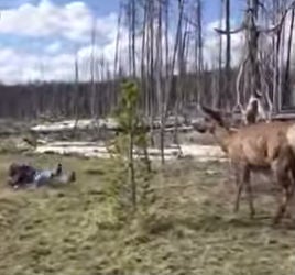 The elk suddenly burst from the bushes and knocked the woman over