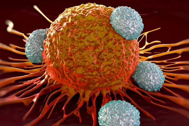 The vaccine prompted the body to make killer T-cells designed to attack cancer cells