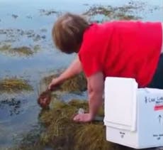 Read more

Woman pays $300 to buy lobster and put it back in the sea