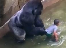 Cincinnati zoo: When a toddler fell into a zoo enclosure 20 years ago, he was saved — by a gorilla