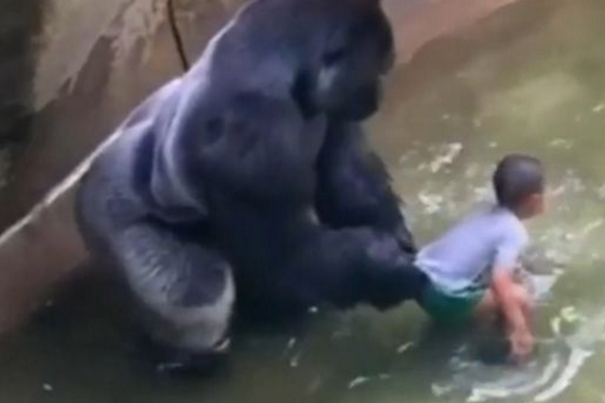 Cincinnati zoo: When a toddler fell into a zoo enclosure 20 years ago, he  was saved — by a gorilla | The Independent | The Independent
