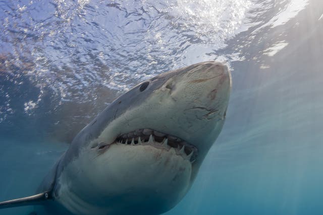 <p>A great white shark hunting for prey</p>