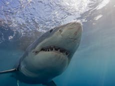 Will the climate emergency really drive great white sharks towards British waters?