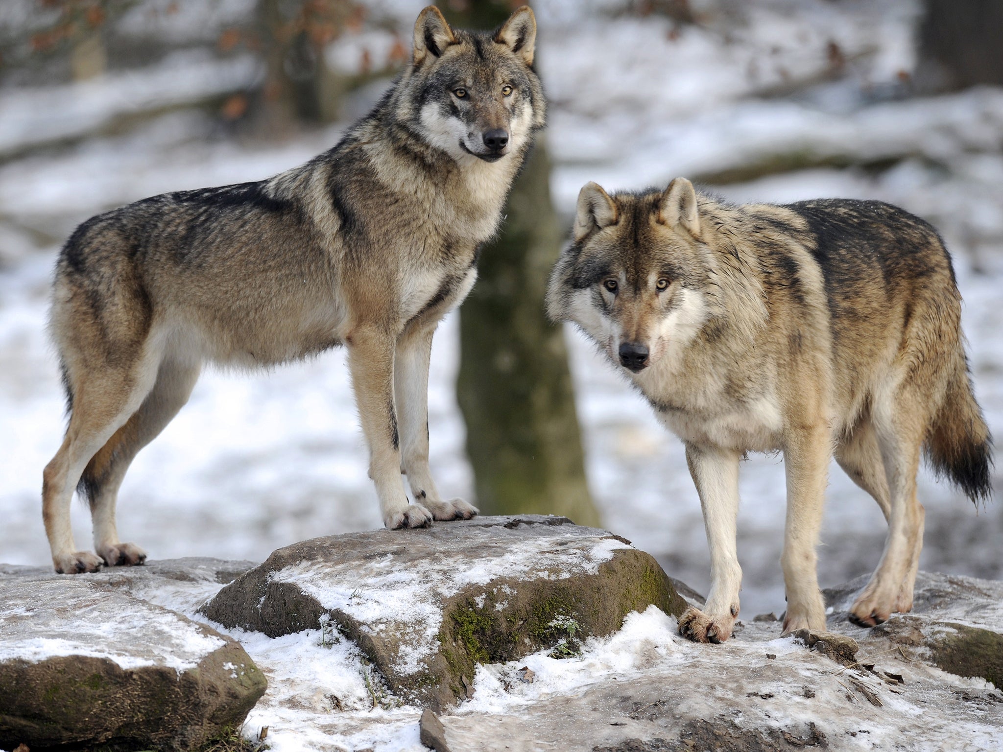 Modern domesticated dogs are theorised to be the ancestors of Grey wolves
