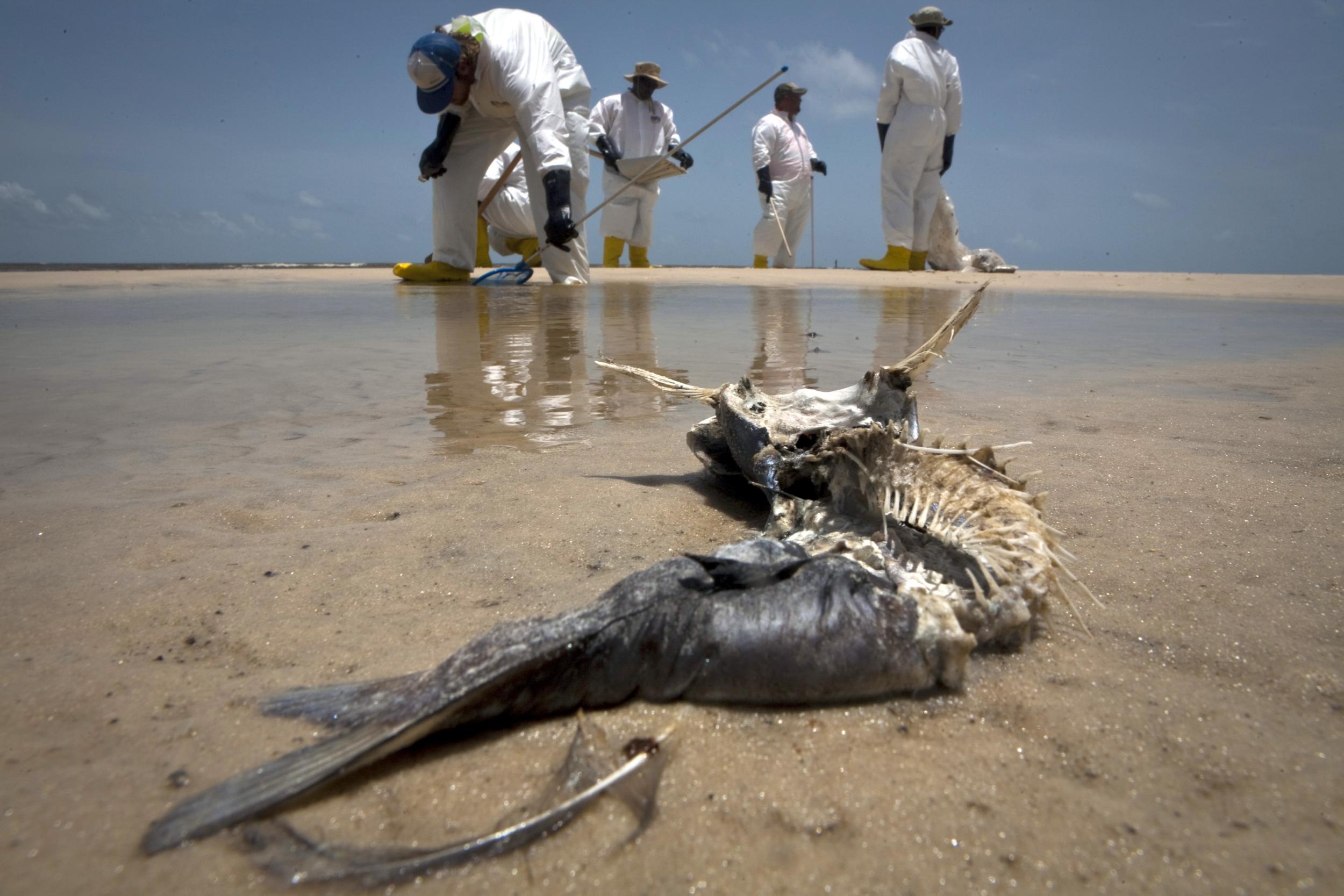 A decomposed fish lies in the water as workers pick up oil balls from the Deepwater Horizon oil spill in Waveland, Mississippi in 2010