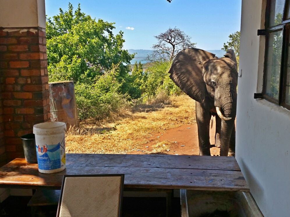 Ben the elephant arrives looking for help