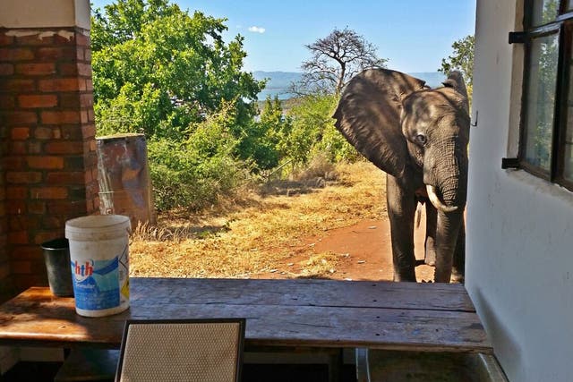 The elephant, since named Ben, was dehydrated and limping badly, and photographs show him looking inside a building