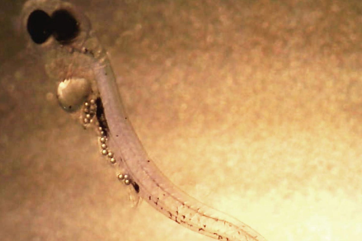 Fish prefer to eat plastic over food – and it is killing them, study ...