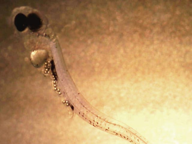Larval perch from the Baltic Sea that has filled its stomach with microplastic waste particles