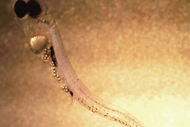Larval perch from the Baltic Sea that has filled its stomach with microplastic waste particles