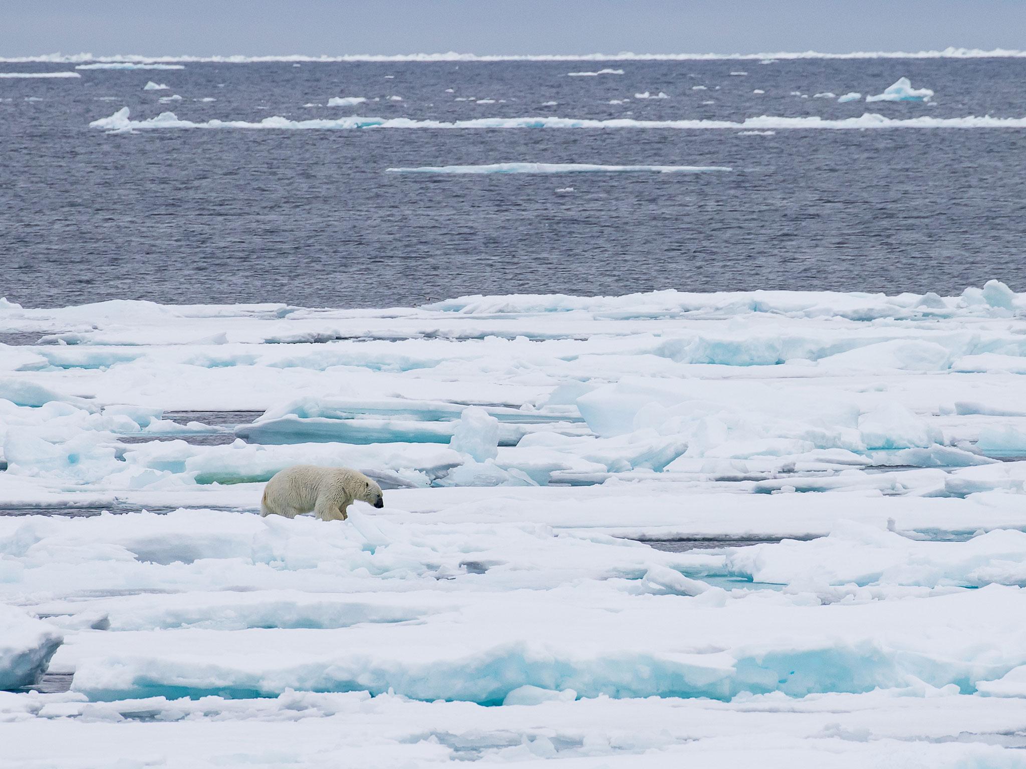 Pack ice, Arctic, Antarctic & Polar