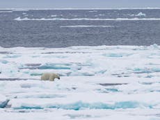 Global sea ice hits new low