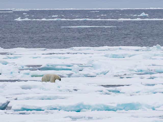 Shrinking sea ice threatens wildlife such as polar bears and in turn causes temperatures to rise