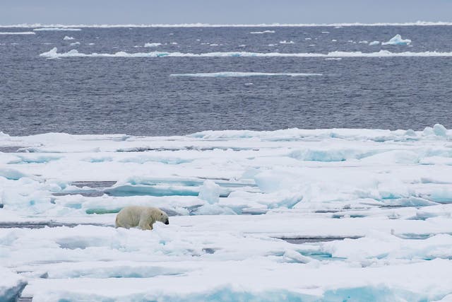 Shrinking sea ice threatens wildlife such as polar bears and in turn causes temperatures to rise