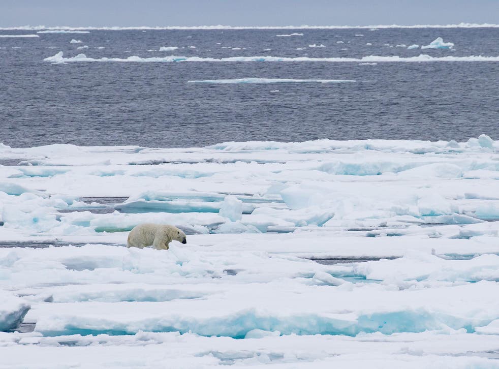 Melting Arctic sea ice poses a major threat to polar bears' survival