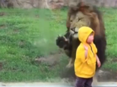 Read more

Lion charges directly at little boy before smashing into glass wall