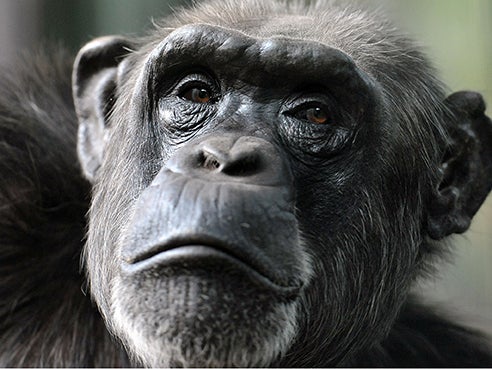 Apes can think far more like humans photo