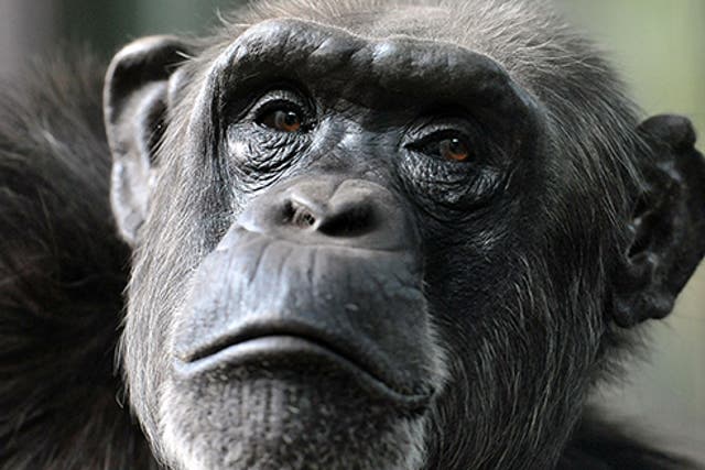 One of the first documented cases of self-medication in the wild was in 1983, when researchers observed chimpanzees in Tanzania folding and swallowing Aspilia spp leaves without chewing them