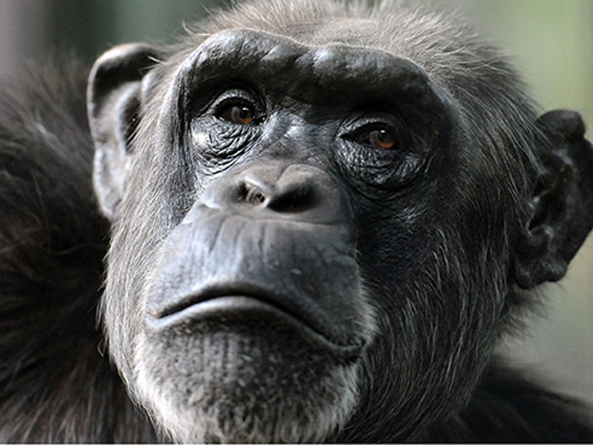 Apes can think far more like humans than we thought, study finds | The