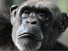 Apes can think far more like humans than we thought, study finds