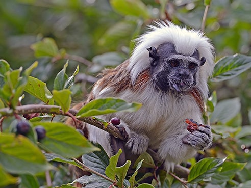 &#13;
Tamarin monkeys swallow large seeds to eradicate parasites &#13;