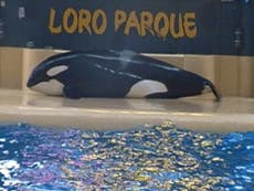 Read more

SeaWorld killer whale beaches itself at Tenerife water park